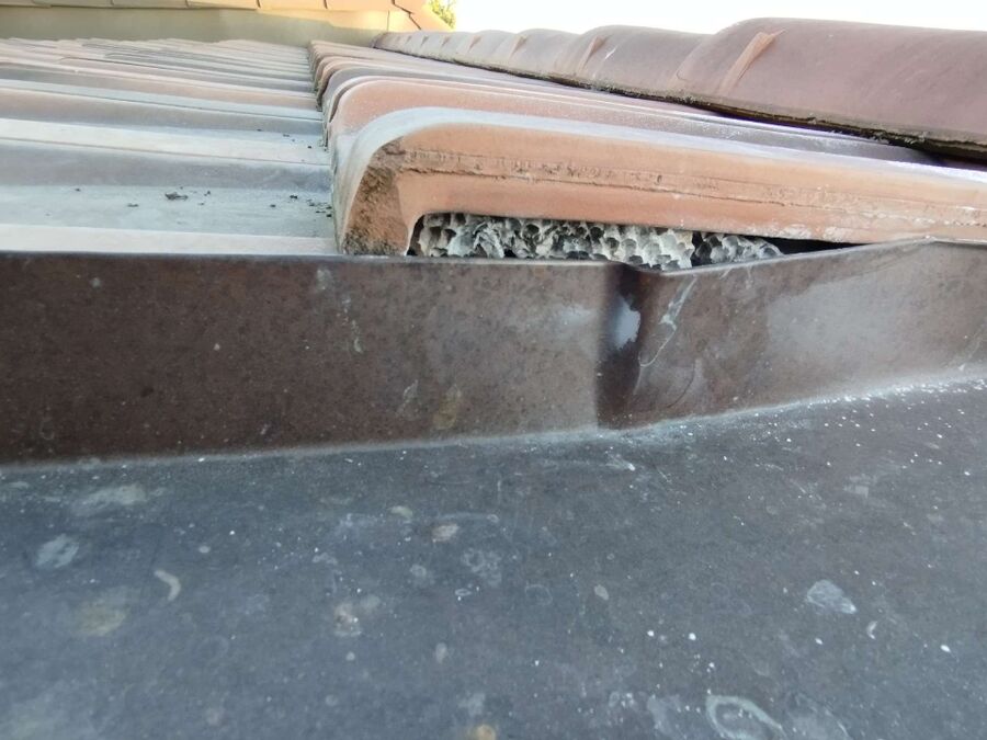 Bee nest at the house remove