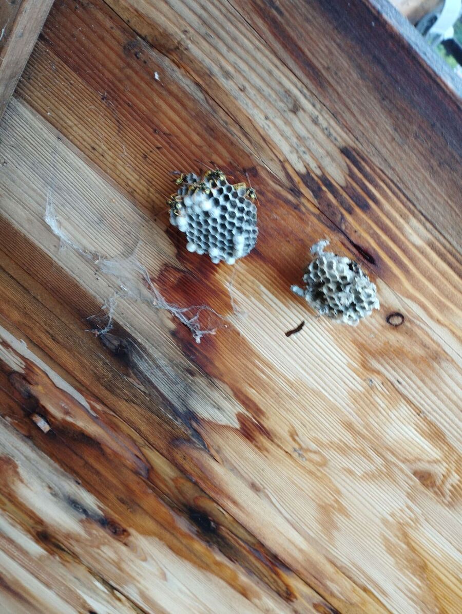 Bee nest at the house remove