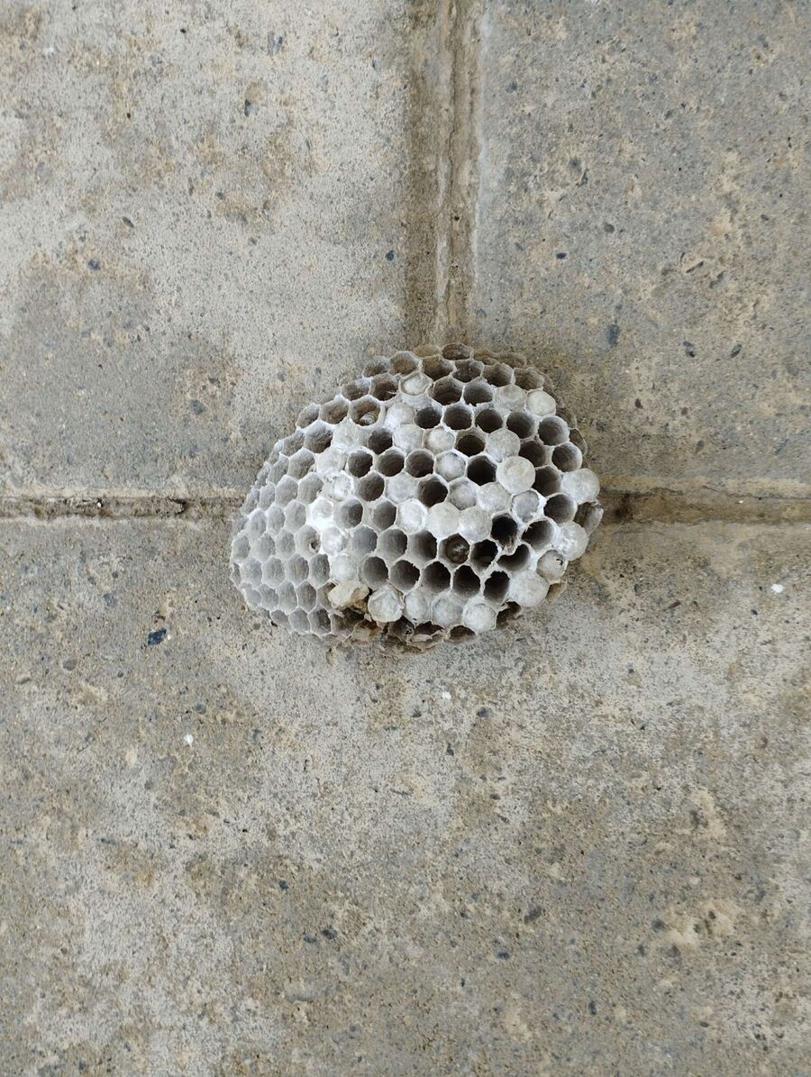 Bee nest at the house remove