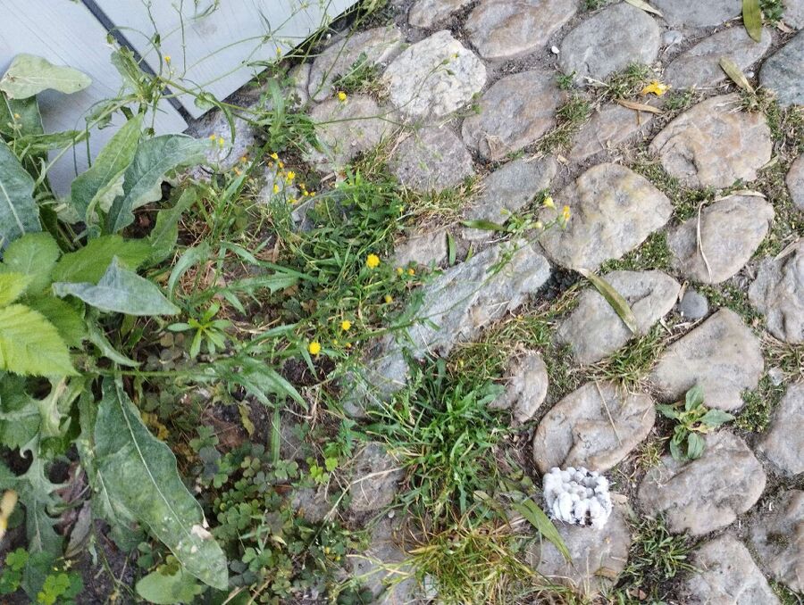 Bee nest at the house remove