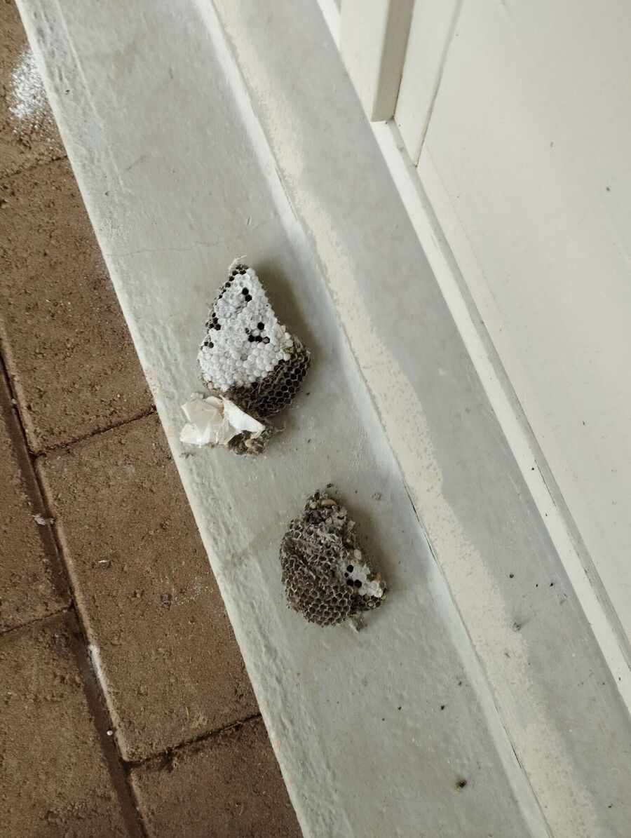 Relocate bees & remove bee nest