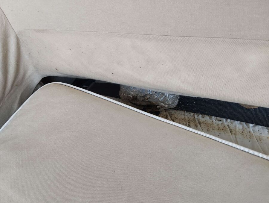 Relocate bees & remove bee nest