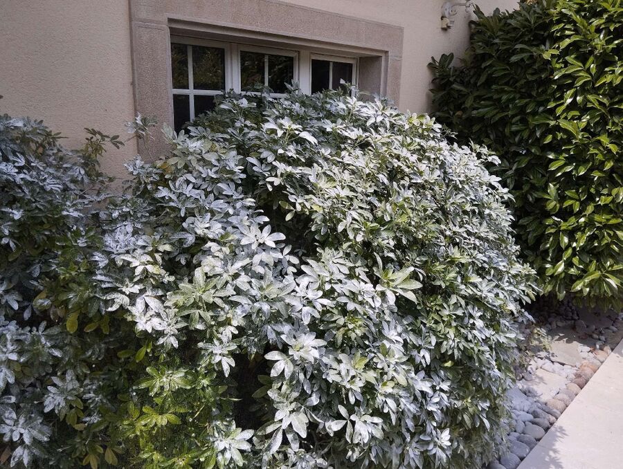 Bee nest at the house remove