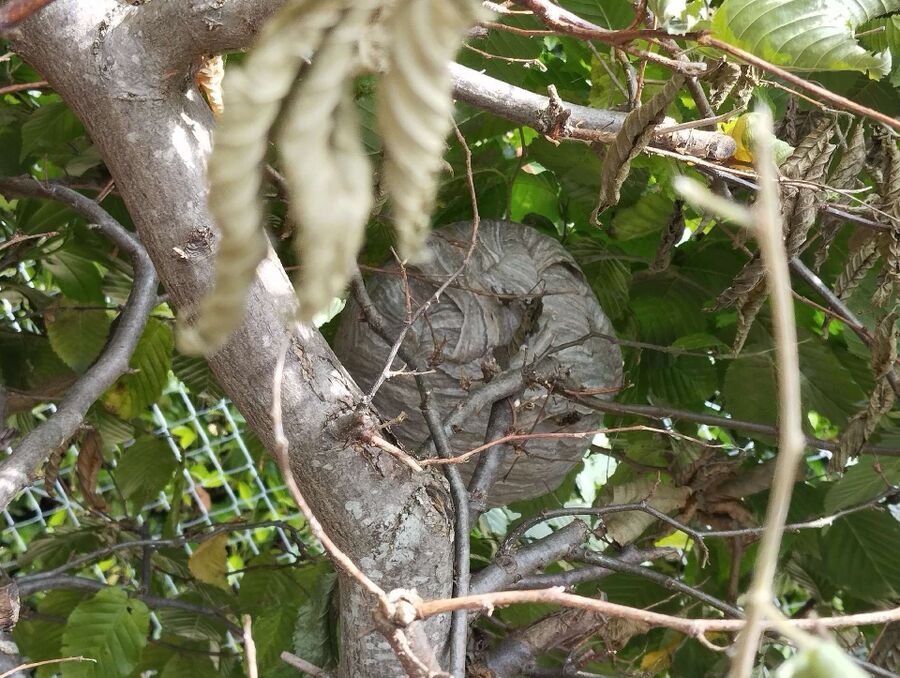 Bee nest at the house remove
