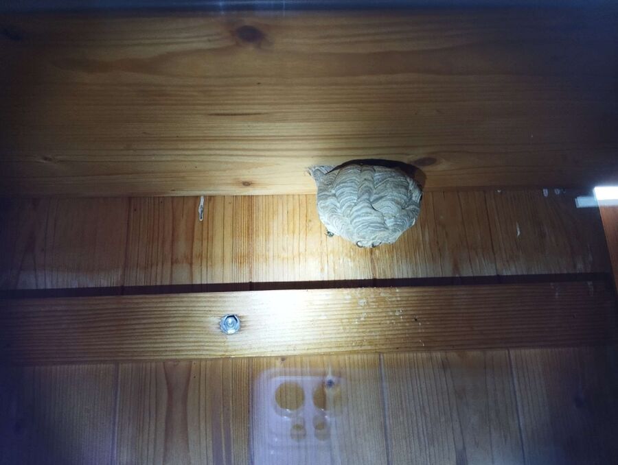 Bee nest at the house remove