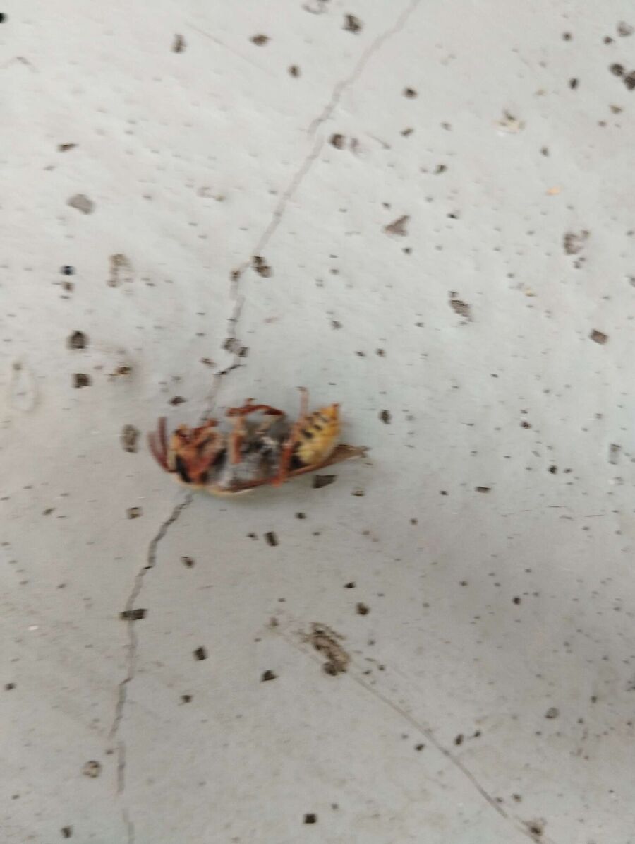 Bee nest at the house remove