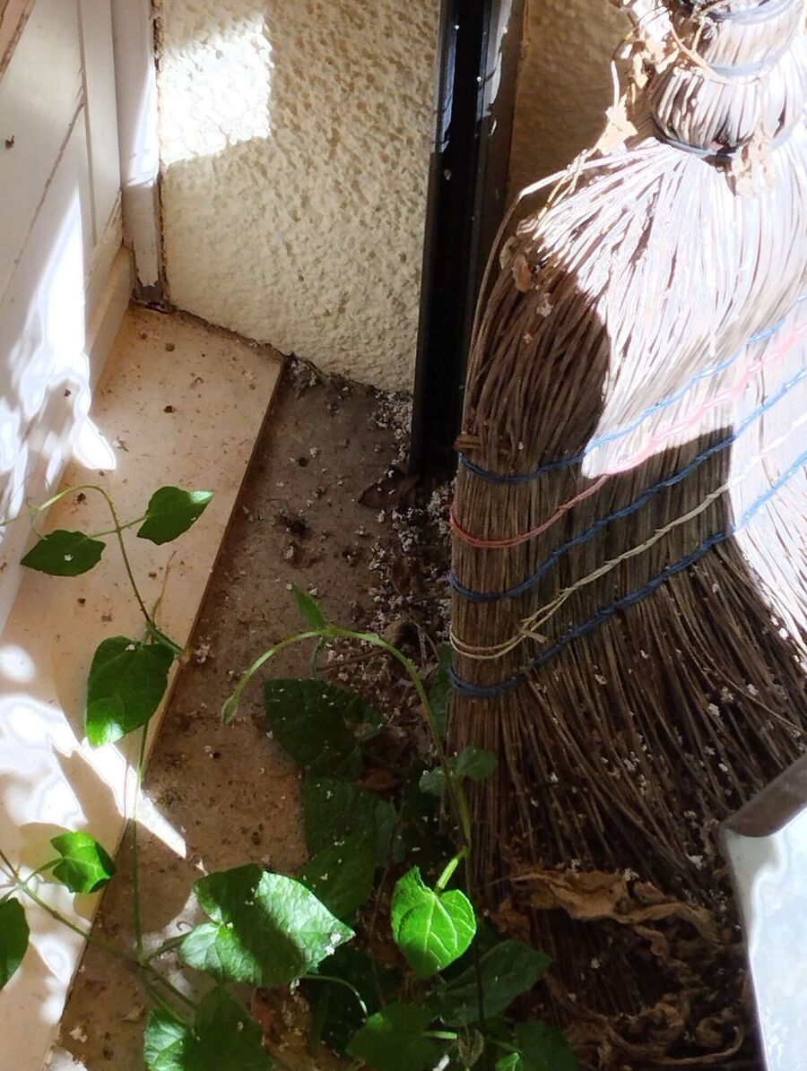 Relocate bees & remove bee nest