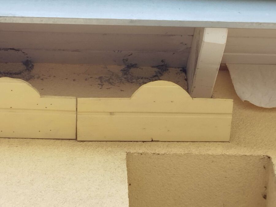 Relocate bees & remove bee nest