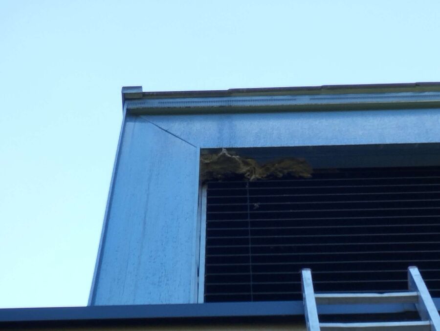 Bee nest at the house remove
