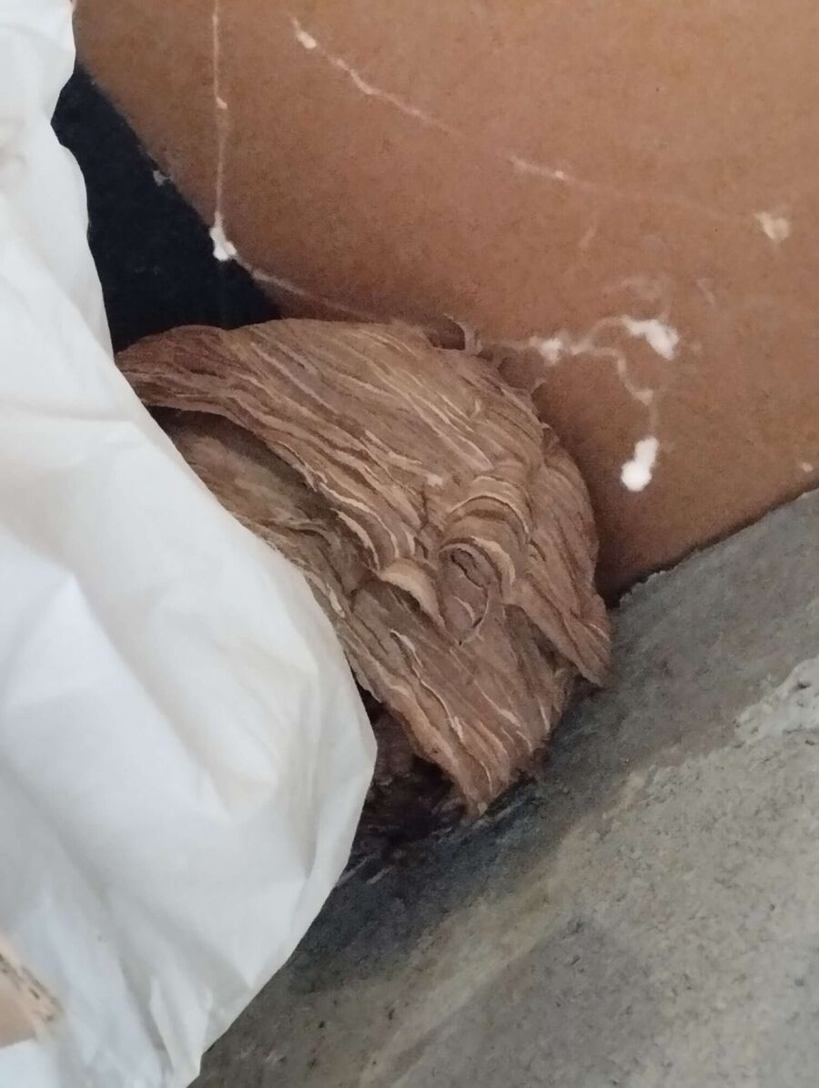 Bee nest at the house remove