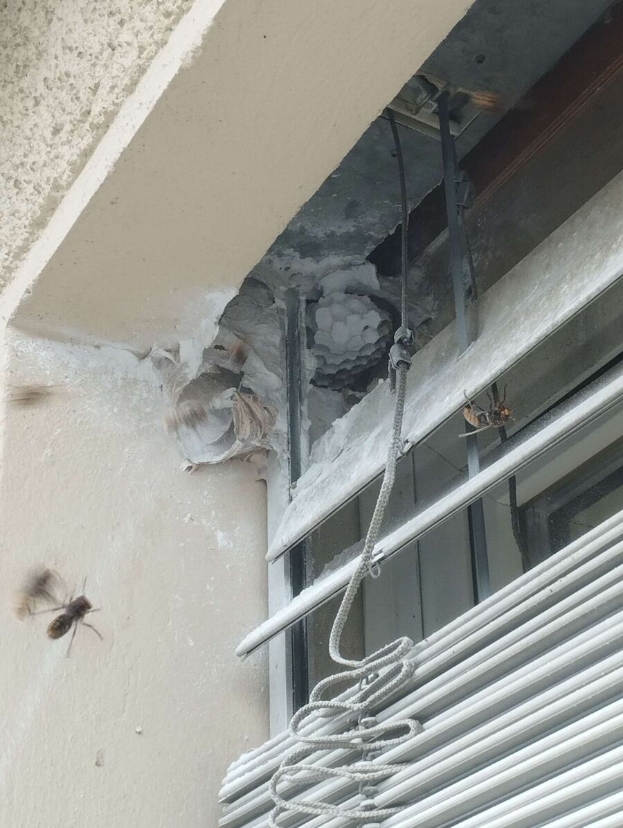 Bee nest at the house remove