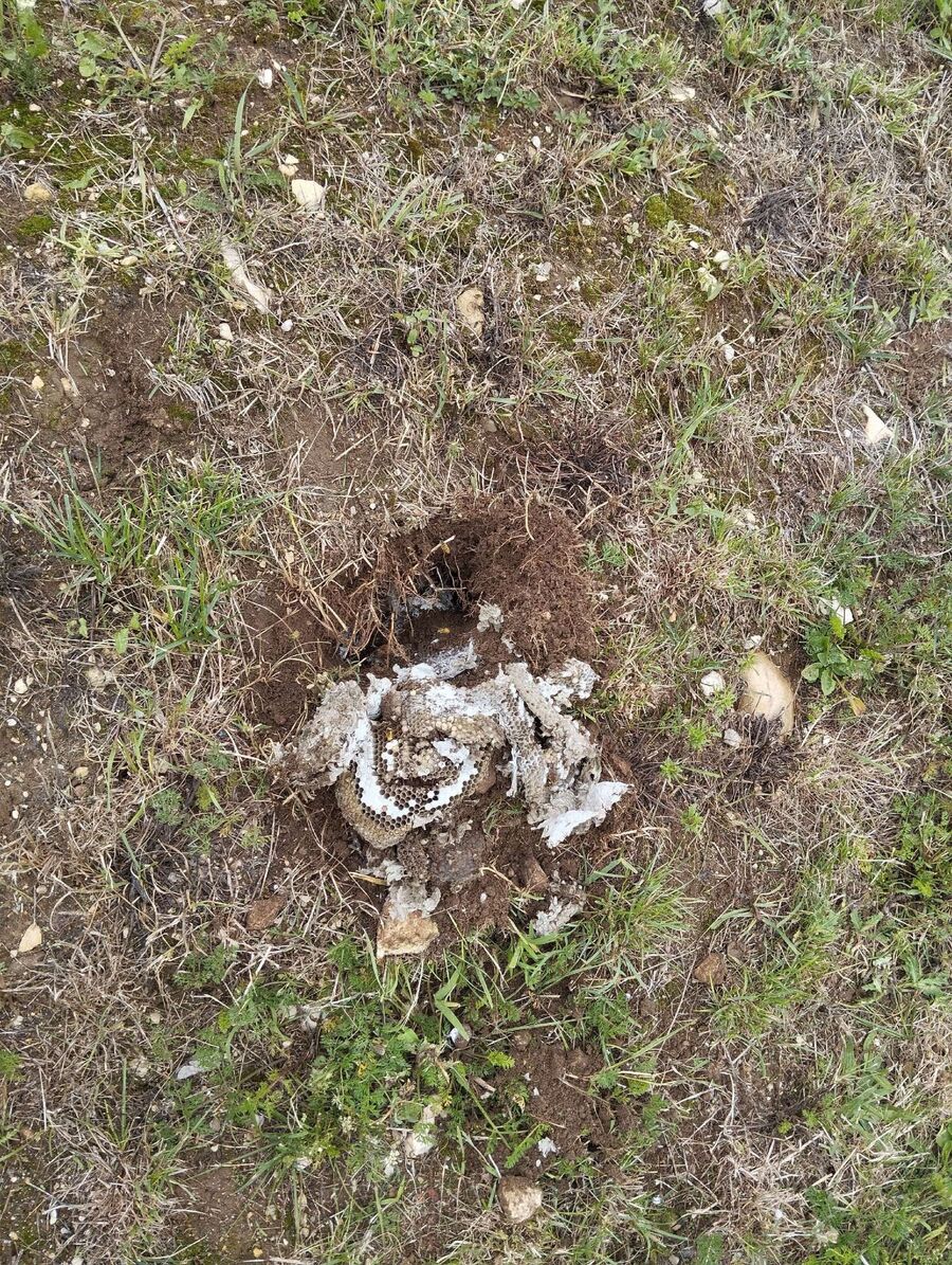 Relocate bees & remove bee nest