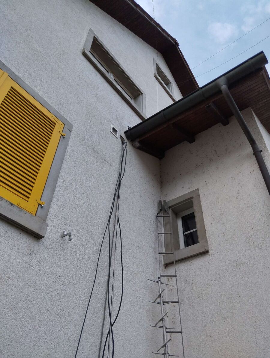 Relocate bees & remove bee nest