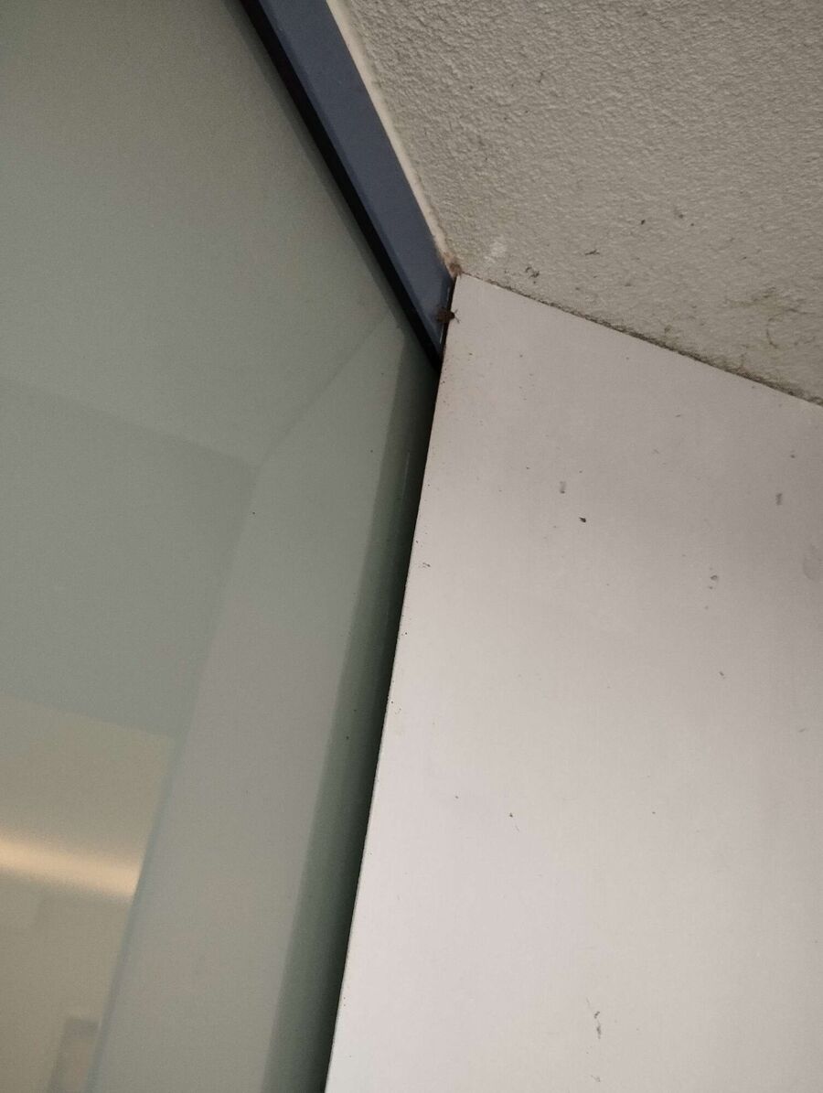 Bee nest at the house remove