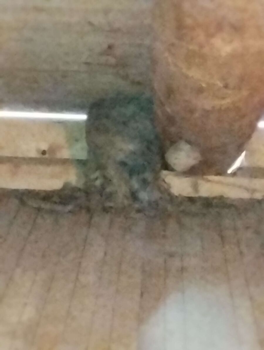 Relocate bees & remove bee nest