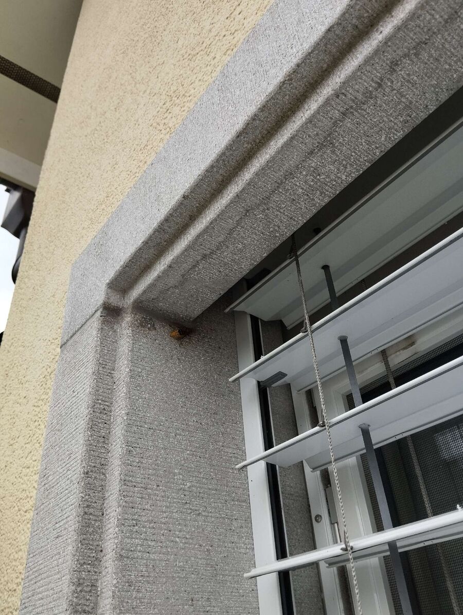 Bee nest at the house remove