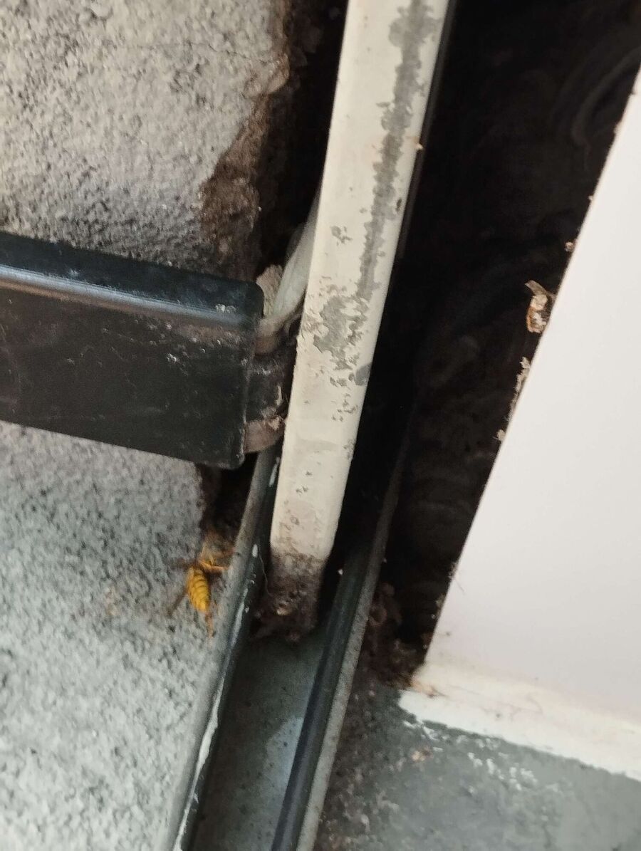 Relocate bees & remove bee nest