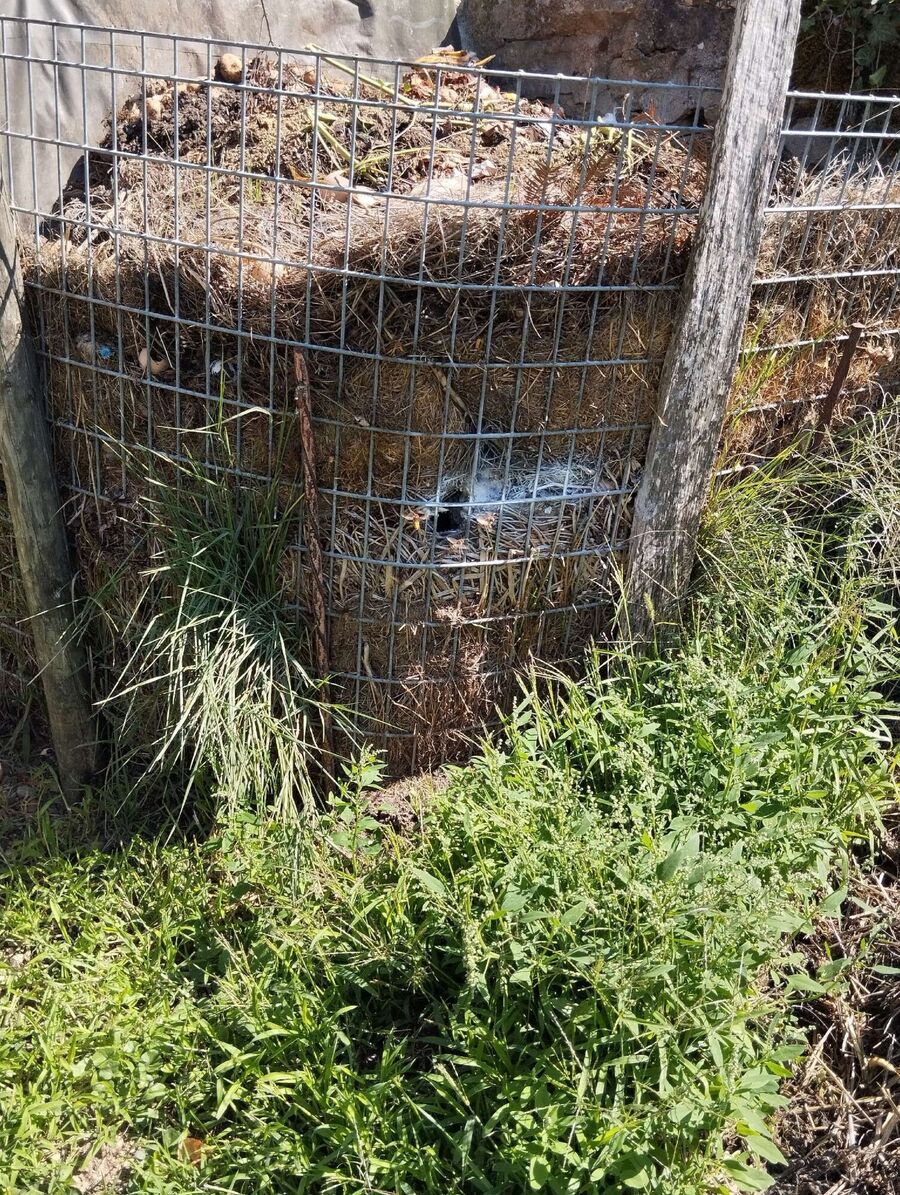 Bee nest at the house remove