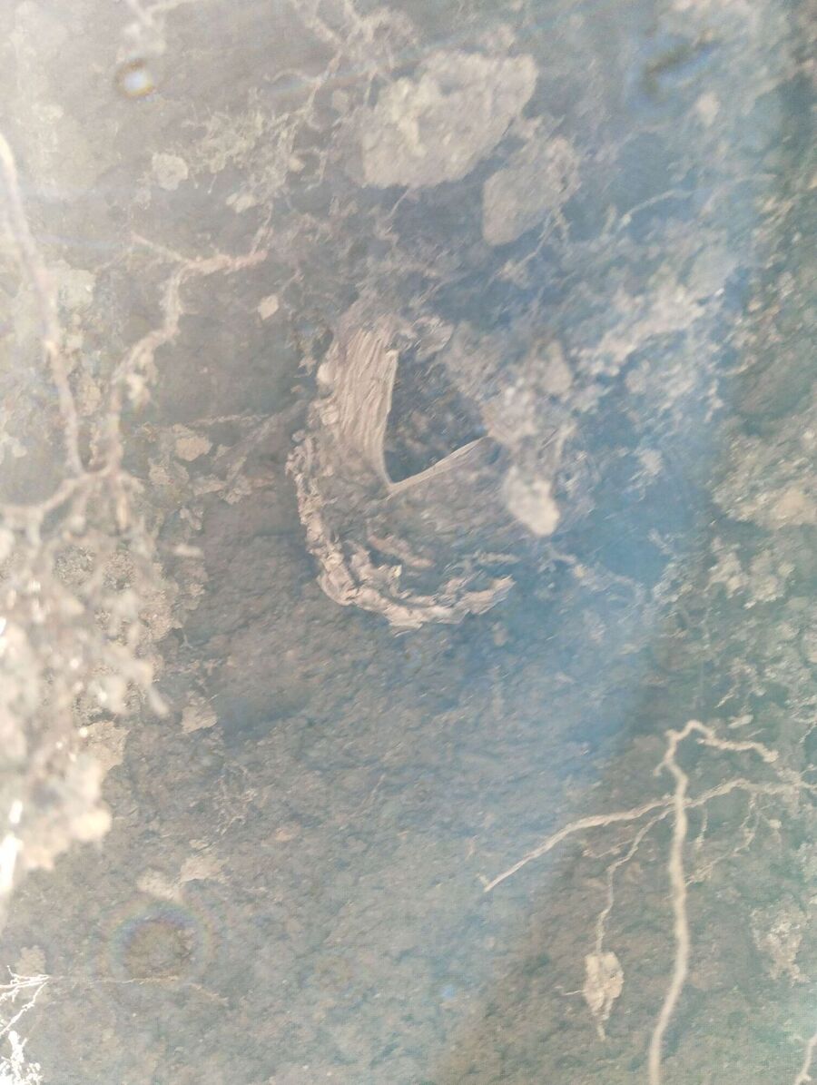 Bee nest at the house remove