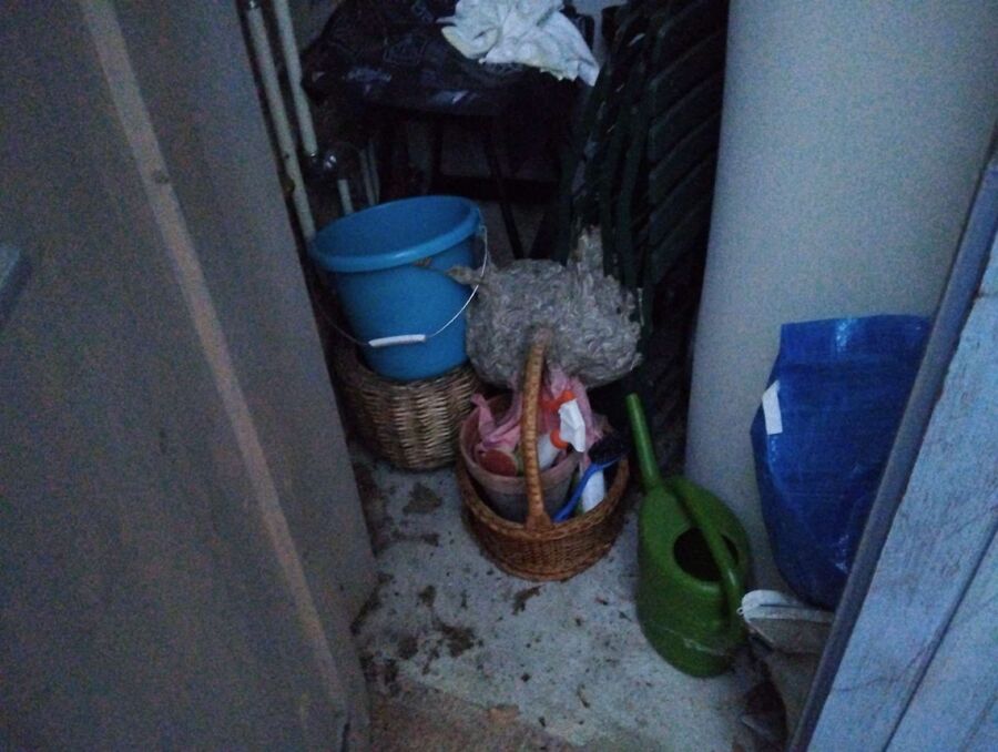 Relocate bees & remove bee nest