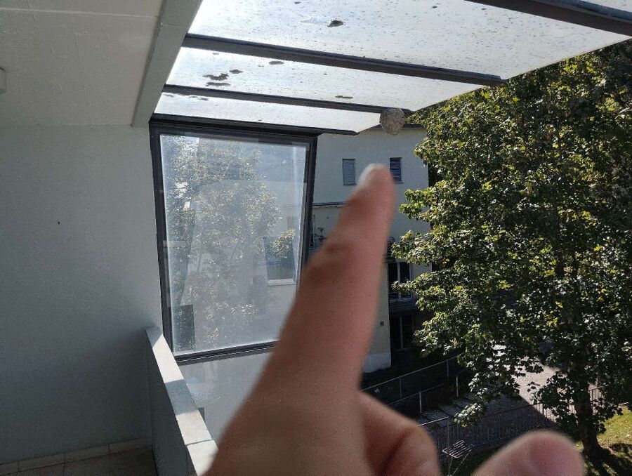 Relocate bees & remove bee nest