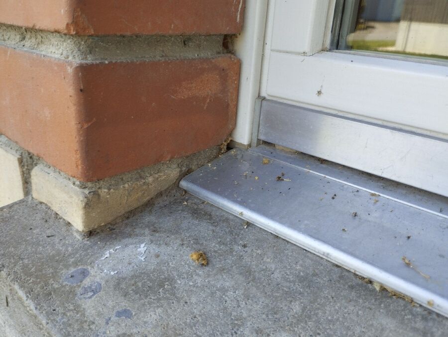 Bee nest at the house remove