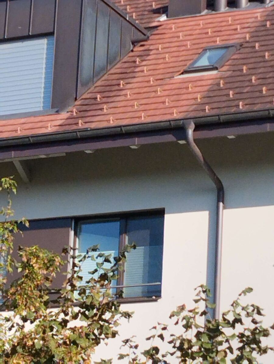 Bee nest at the house remove