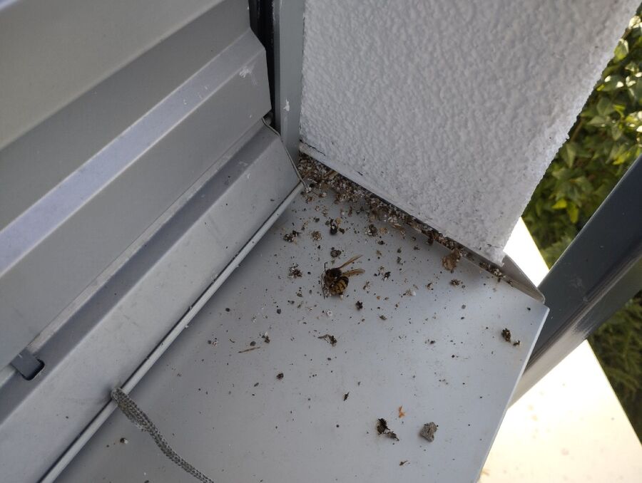 Bee nest at the house remove