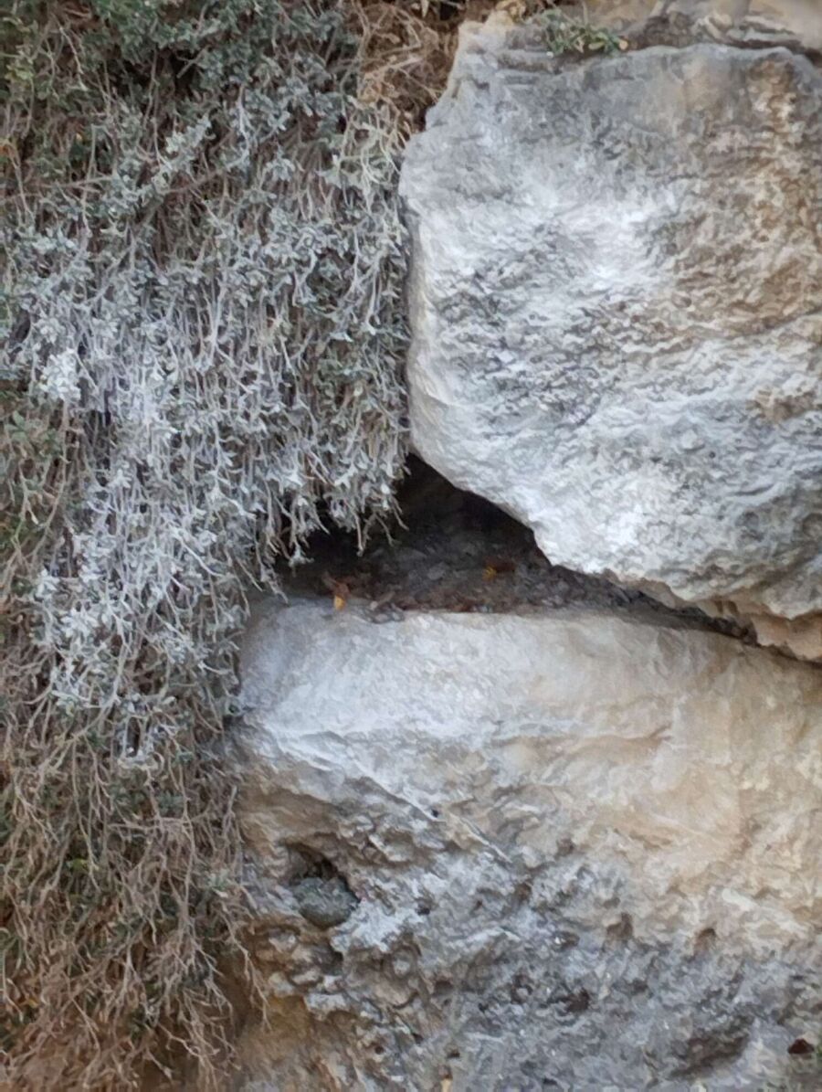 Bee nest at the house remove