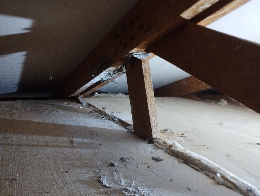 Relocate bees & remove bee nest