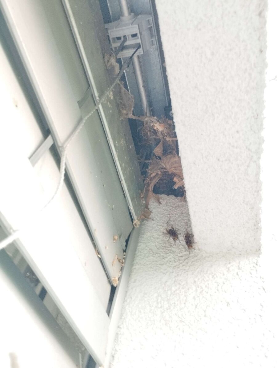 Remove bee nest