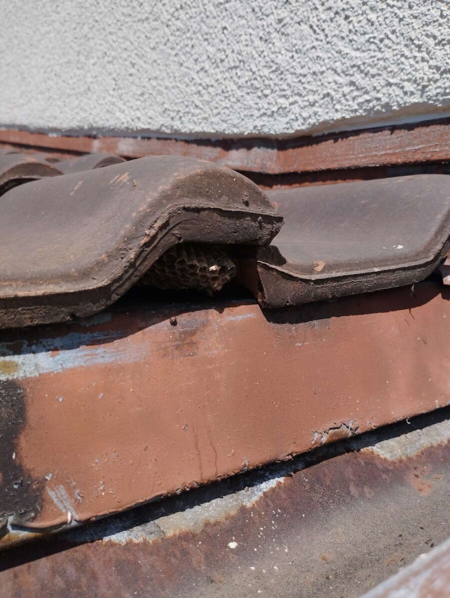 Bee nest at the house remove