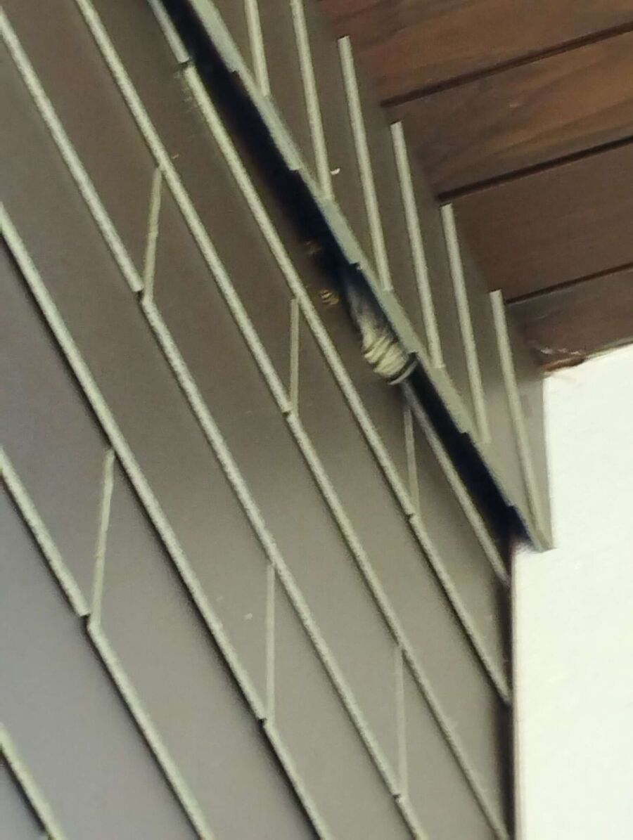 Relocate bees & remove bee nest