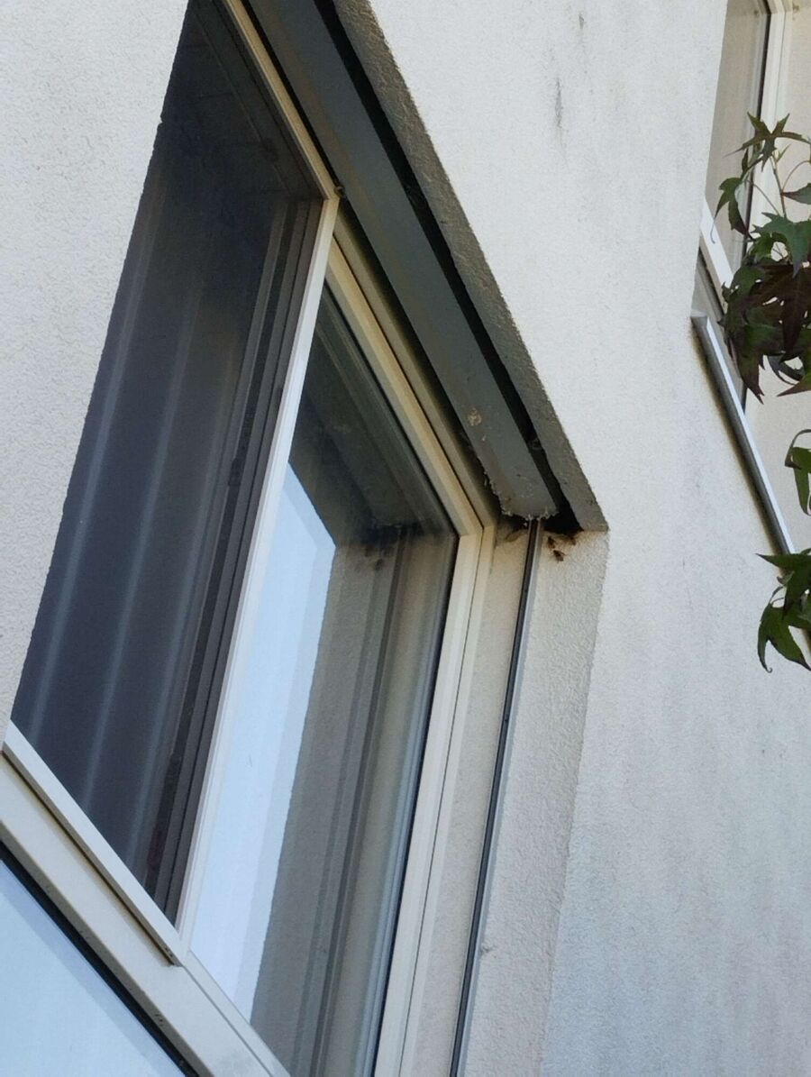 Bee nest at the house remove