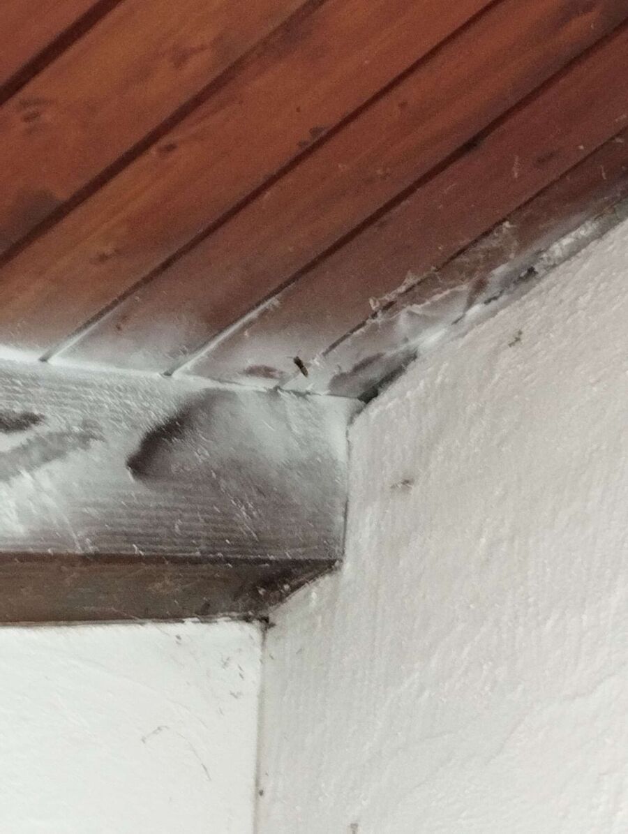 Bee nest at the house remove