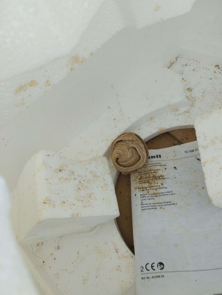 Relocate bees & remove bee nest