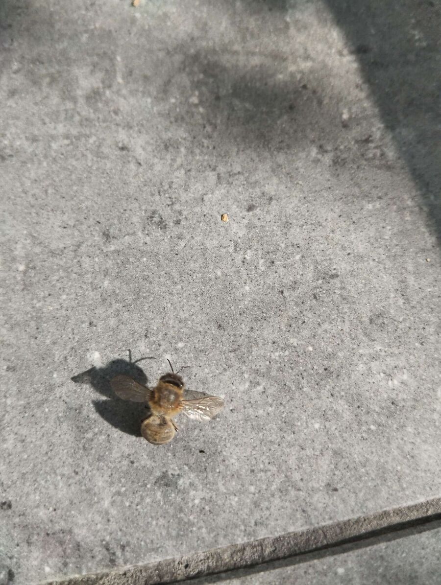 Bee nest at the house remove