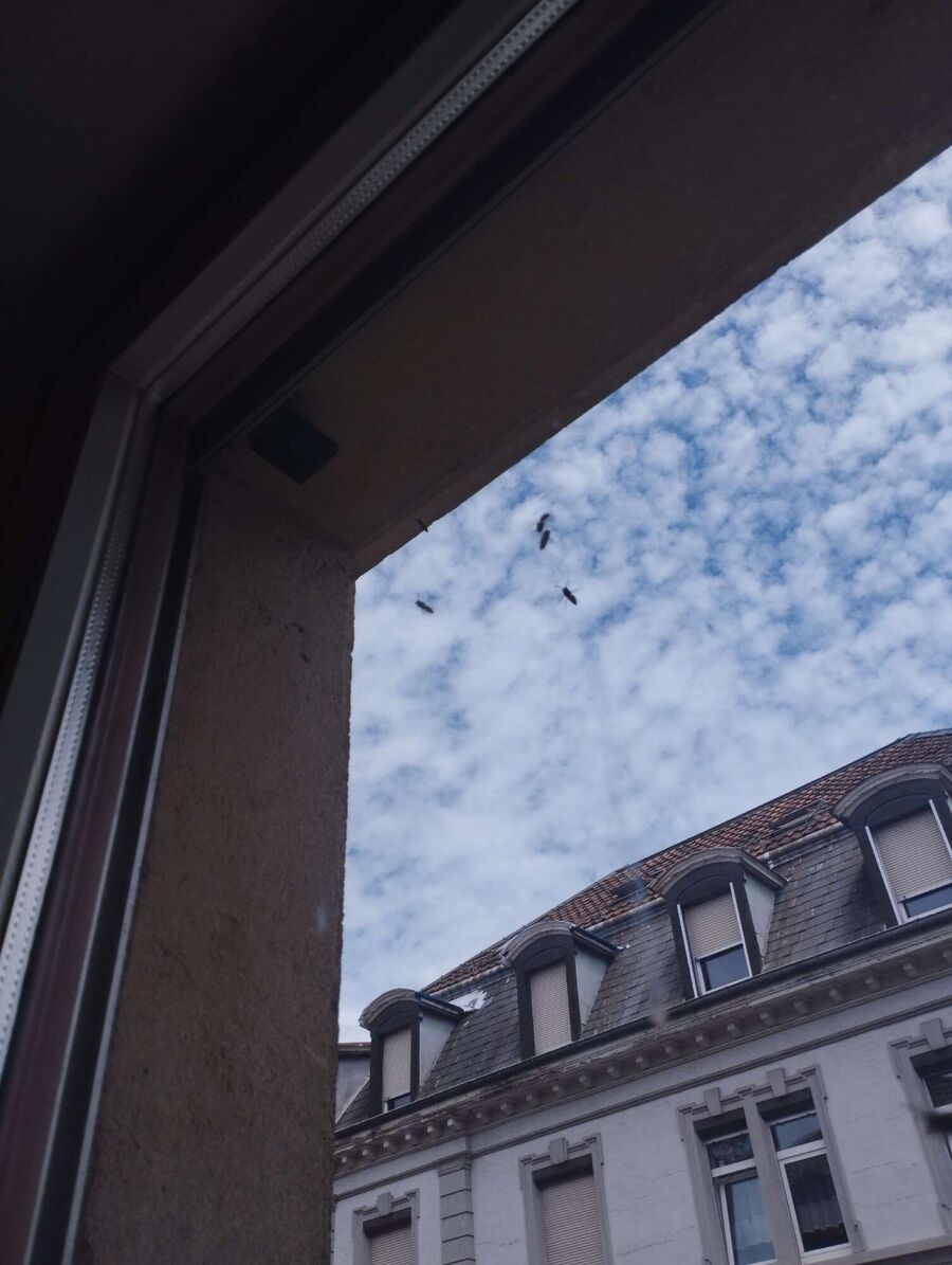 Bee nest at the house remove