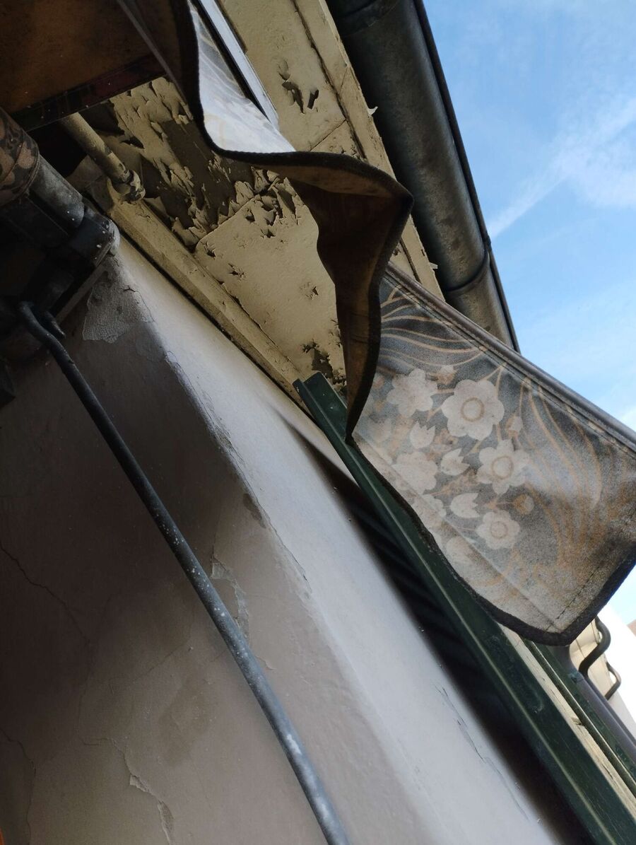 Relocate bees & remove bee nest