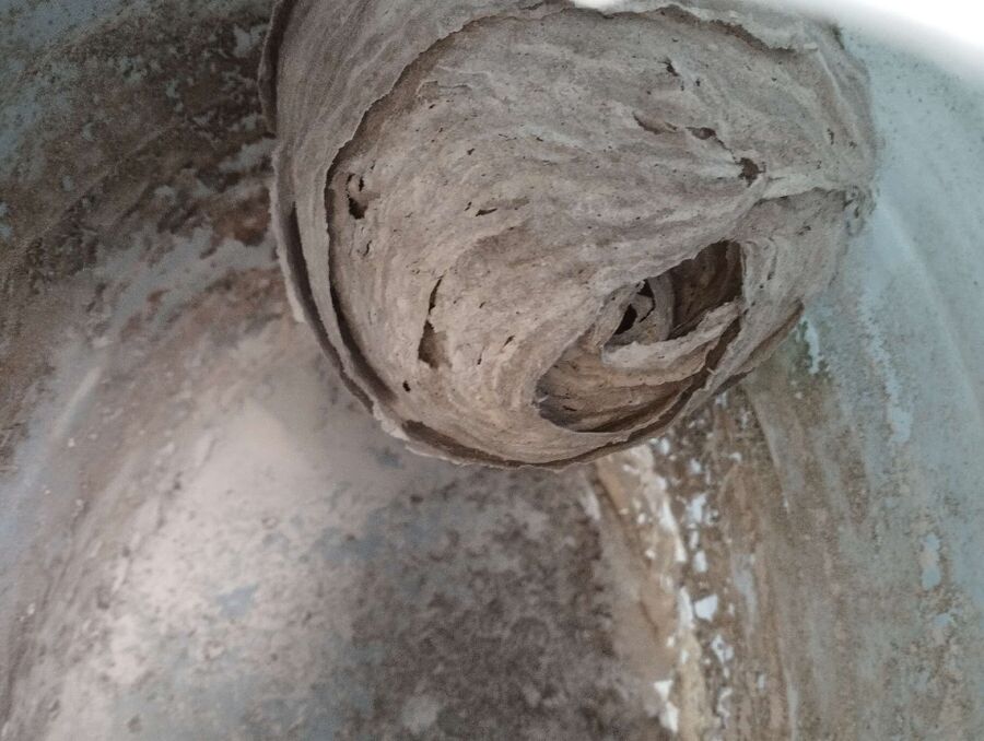 Bee nest at the house remove