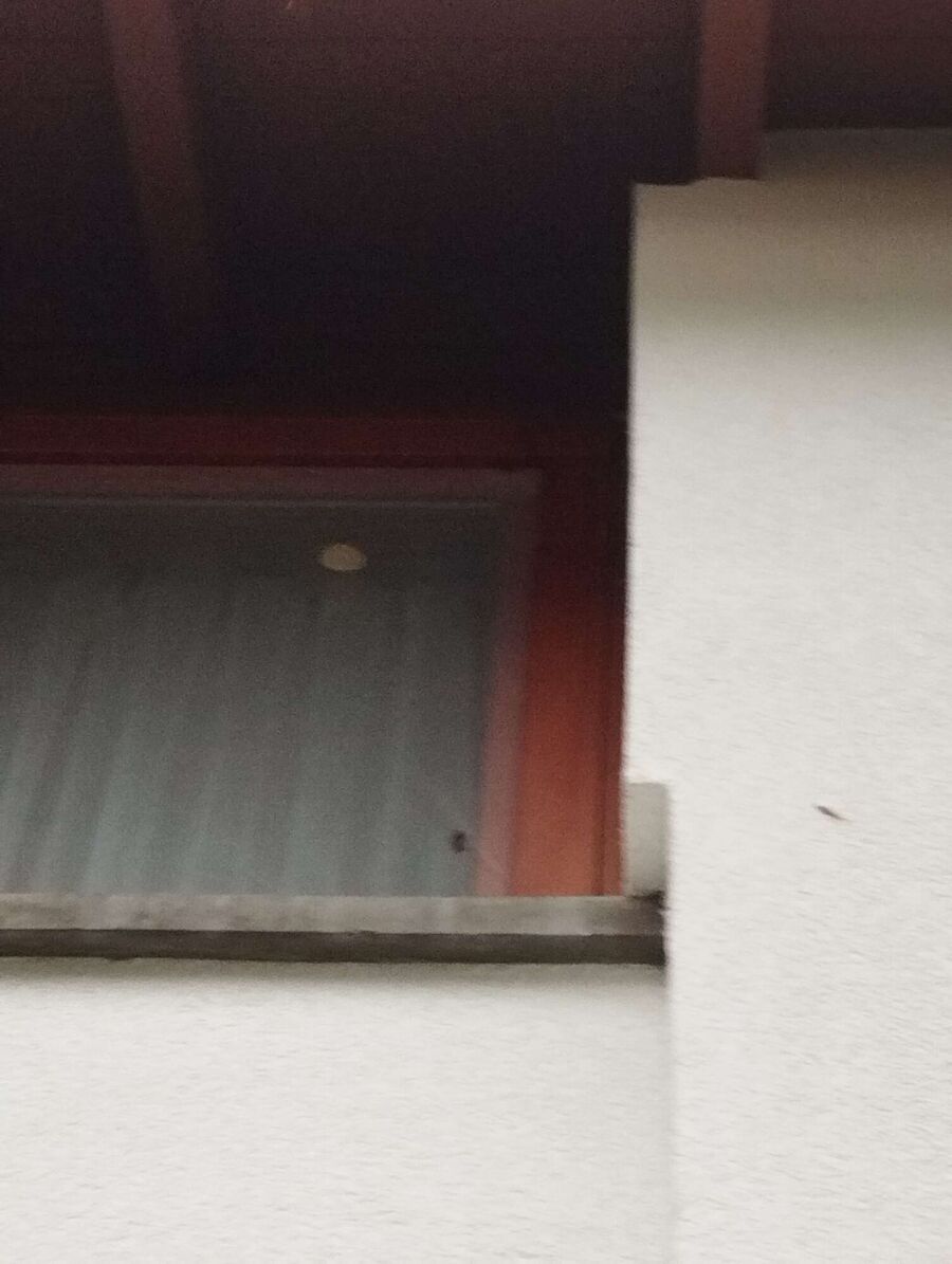 Bee nest at the house remove