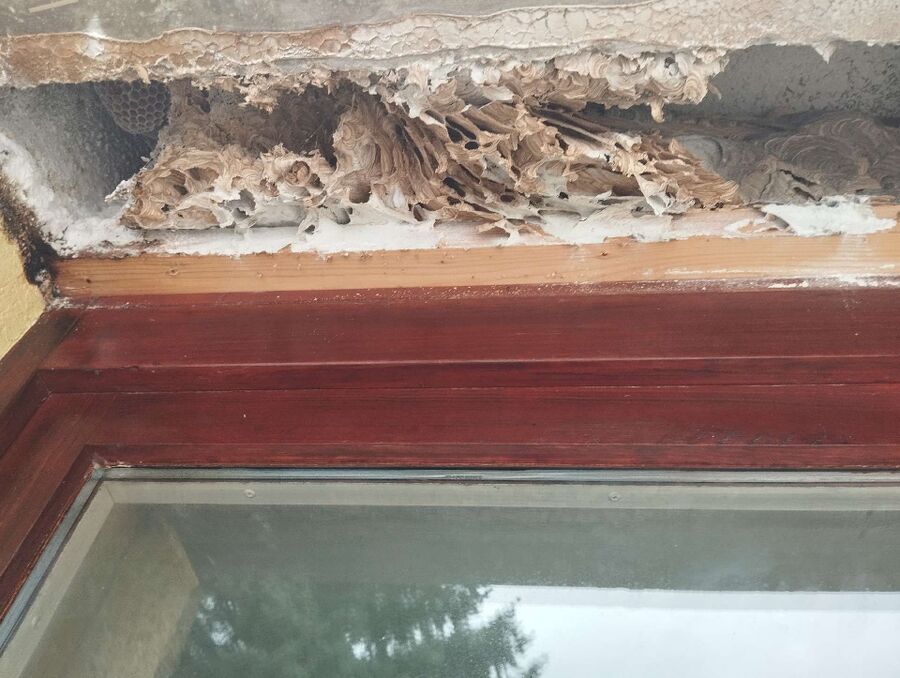 Relocate bees & remove bee nest