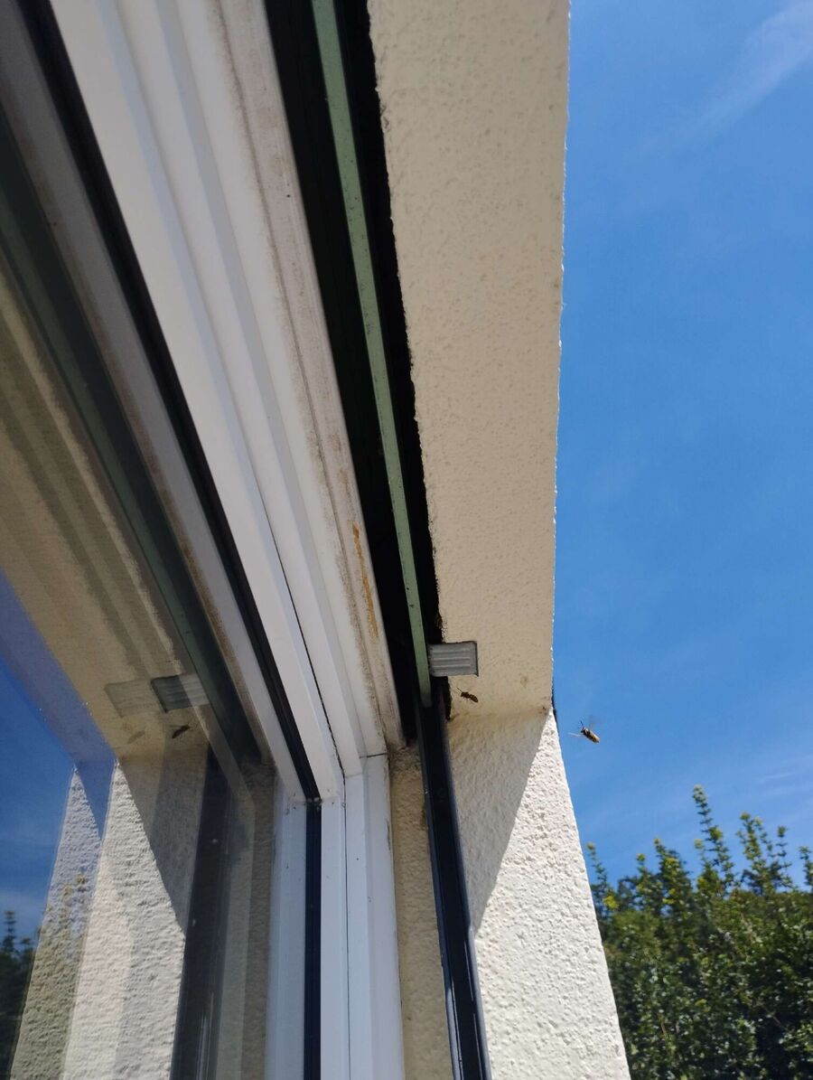 Relocate bees & remove bee nest