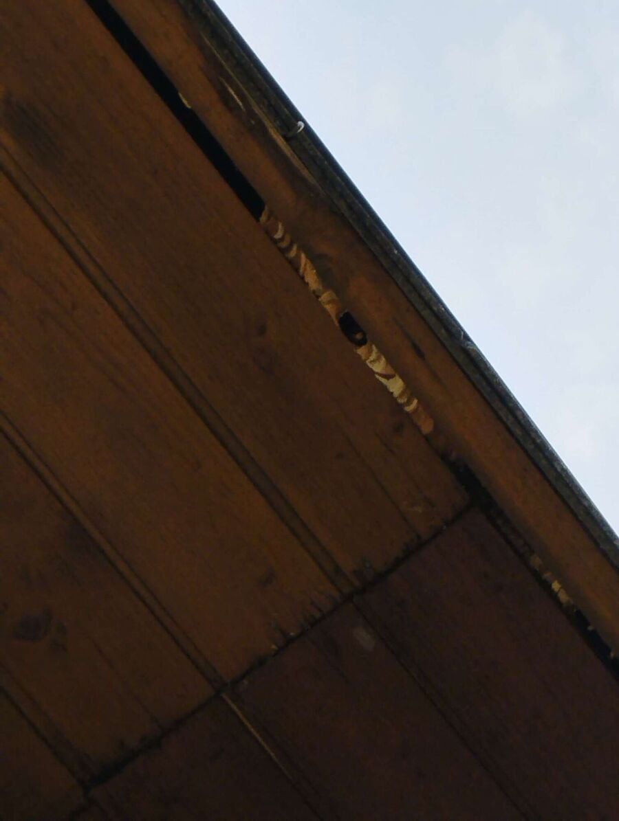 Bee nest at the house remove