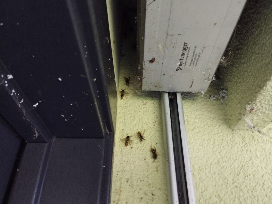 Relocate bees & remove bee nest