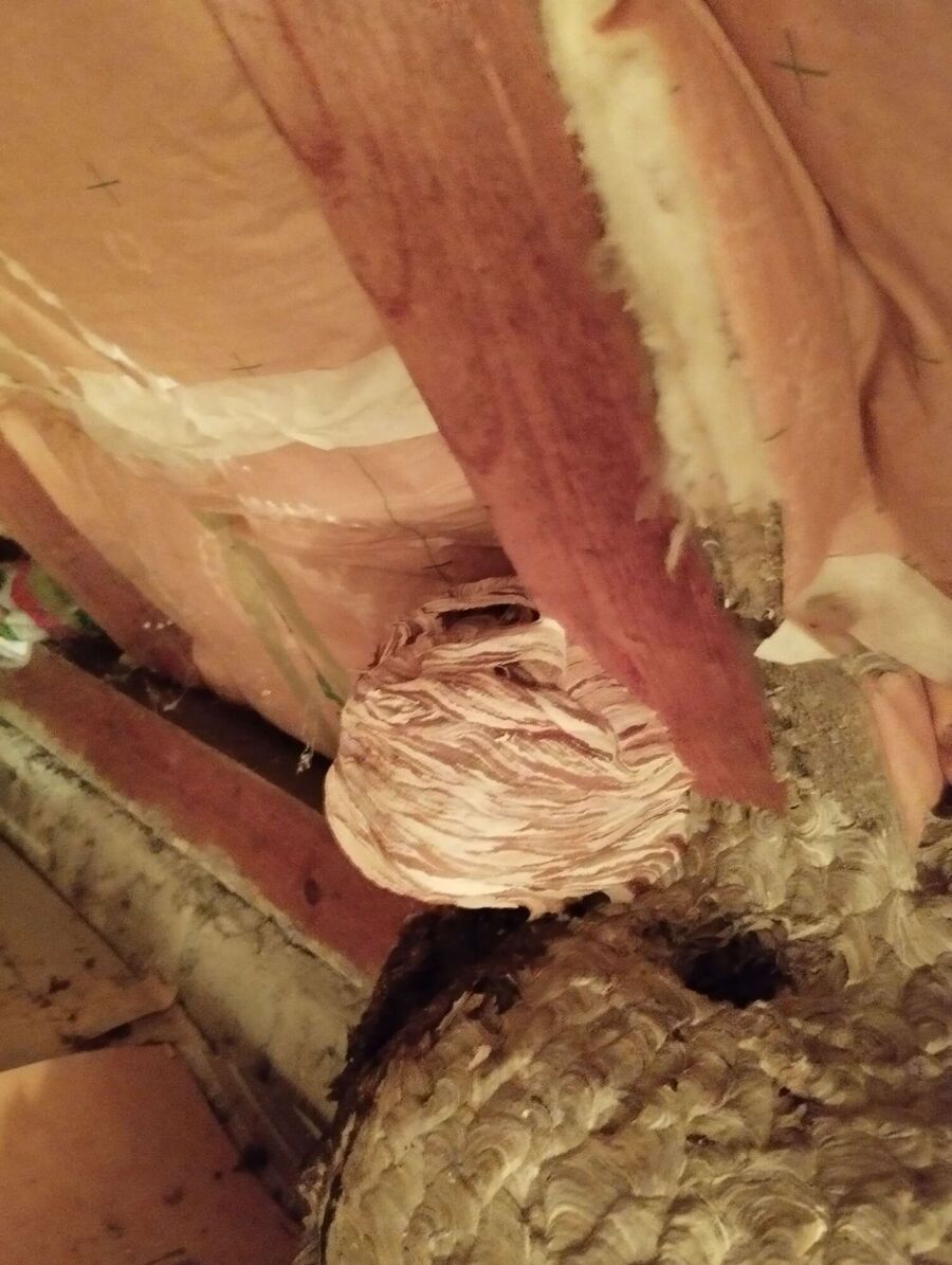 Bee nest at the house remove