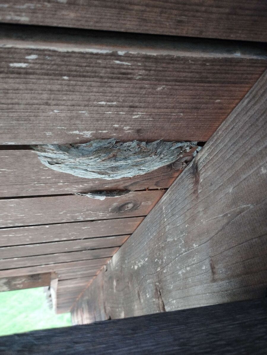 Relocate bees & remove bee nest