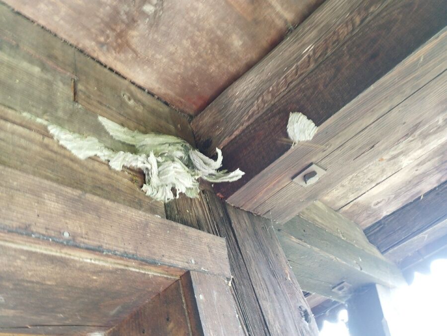 Bee nest at the house remove