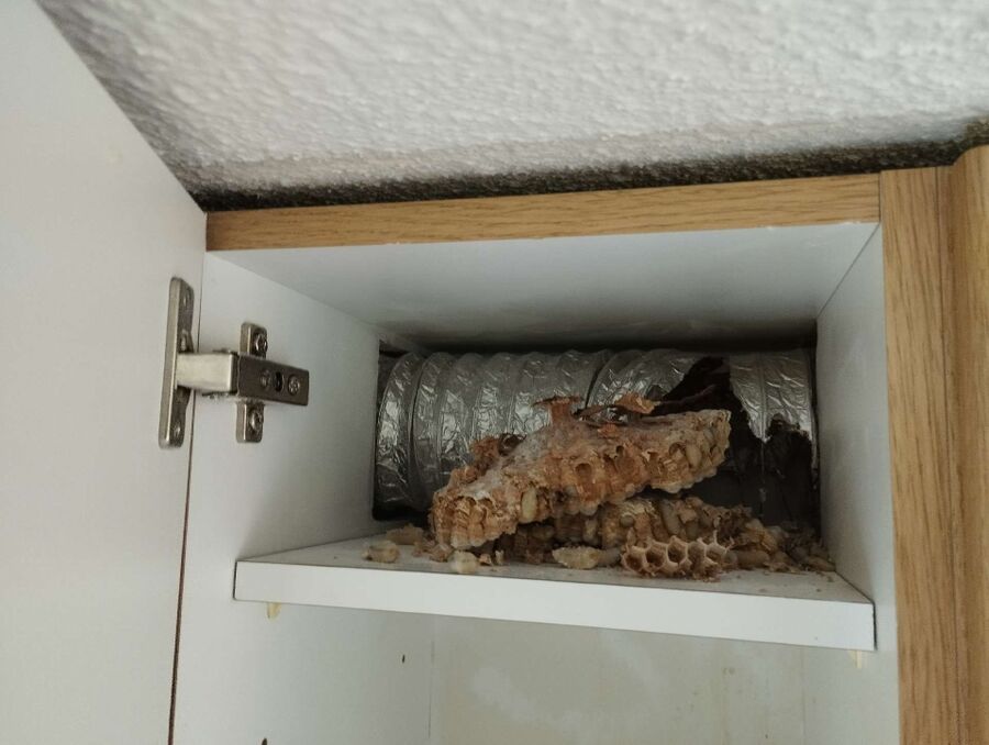 Bee nest at the house remove