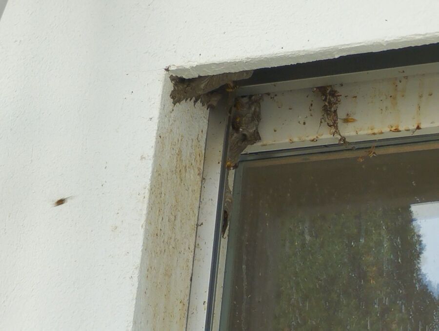 Bee nest at the house remove